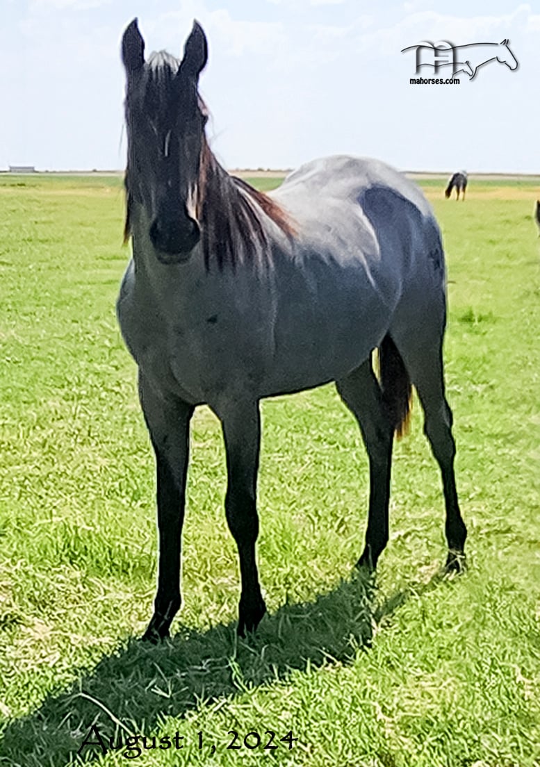Blue Breeze's 2023 Roan Filly